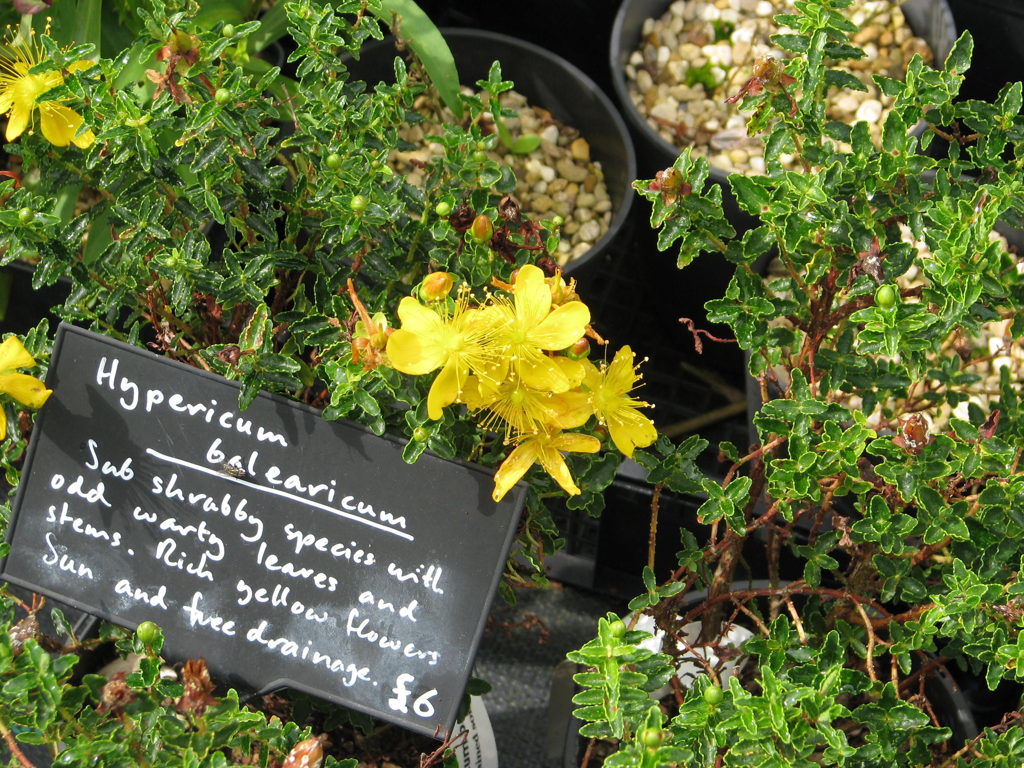 Hypericum balearicum (14945734410).jpg