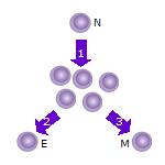 T cell prolif.jpg