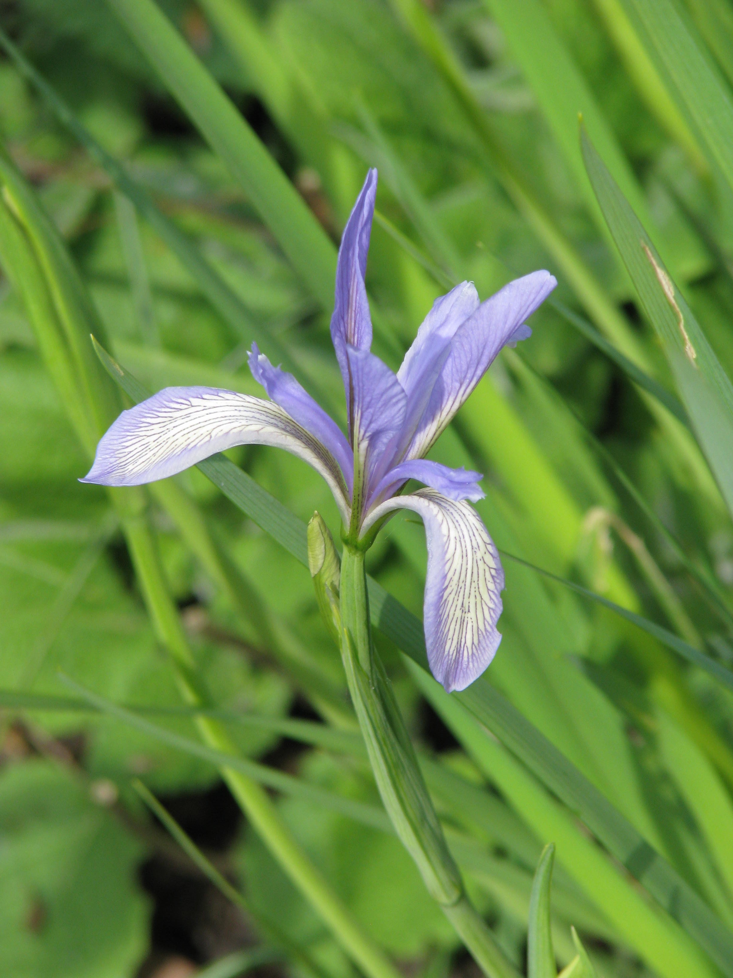 Iris lactea (14028173233).jpg