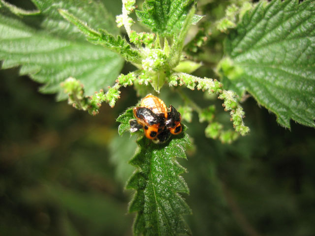 File:What IS this insect^ - geograph.org.uk - 525099.jpg