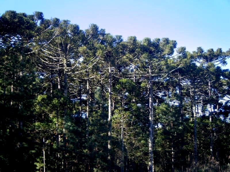 File:Floresta Nacional de Caçador SC - Araucárias 3.jpg