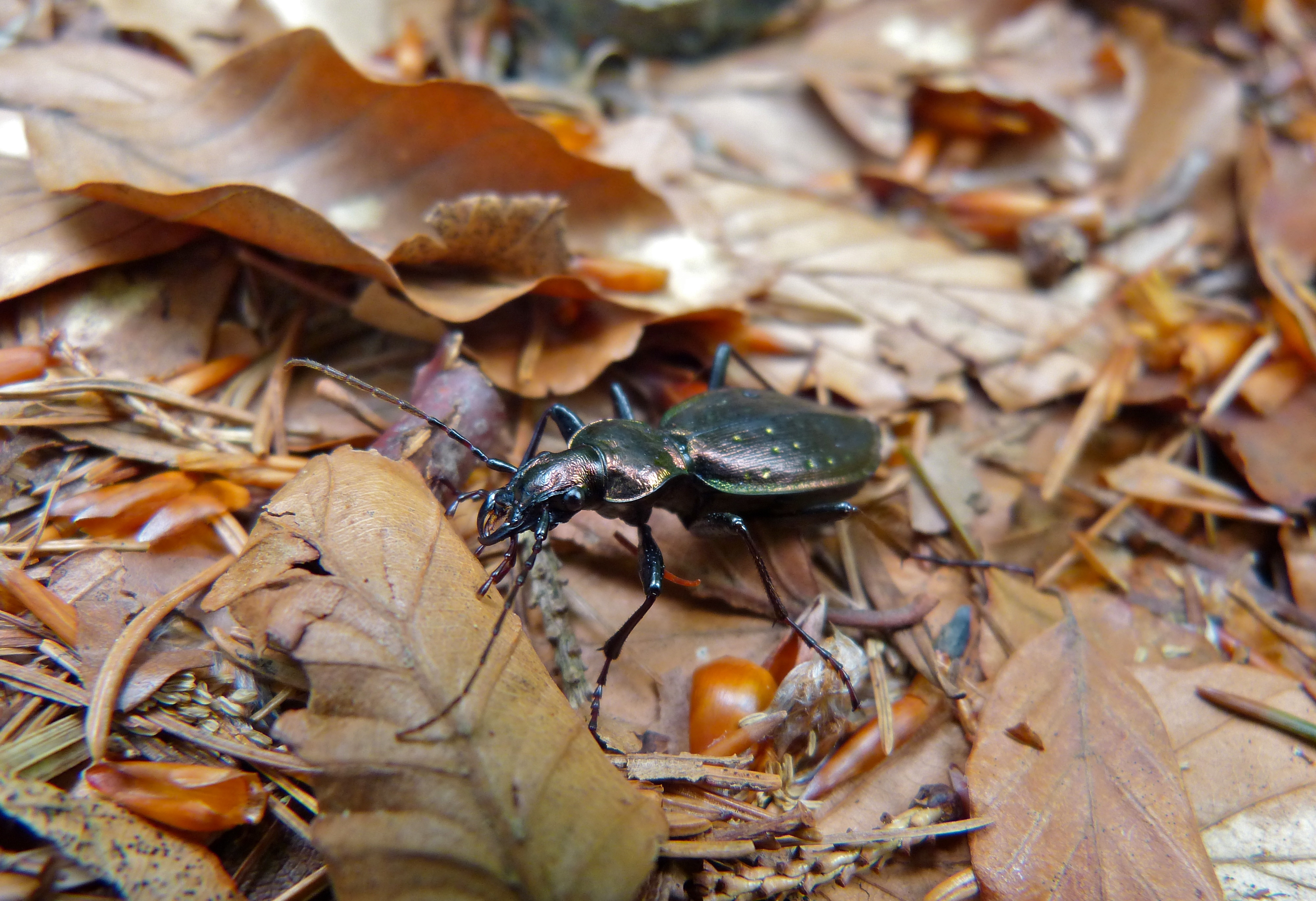 Carabus depressus (9127903705).jpg