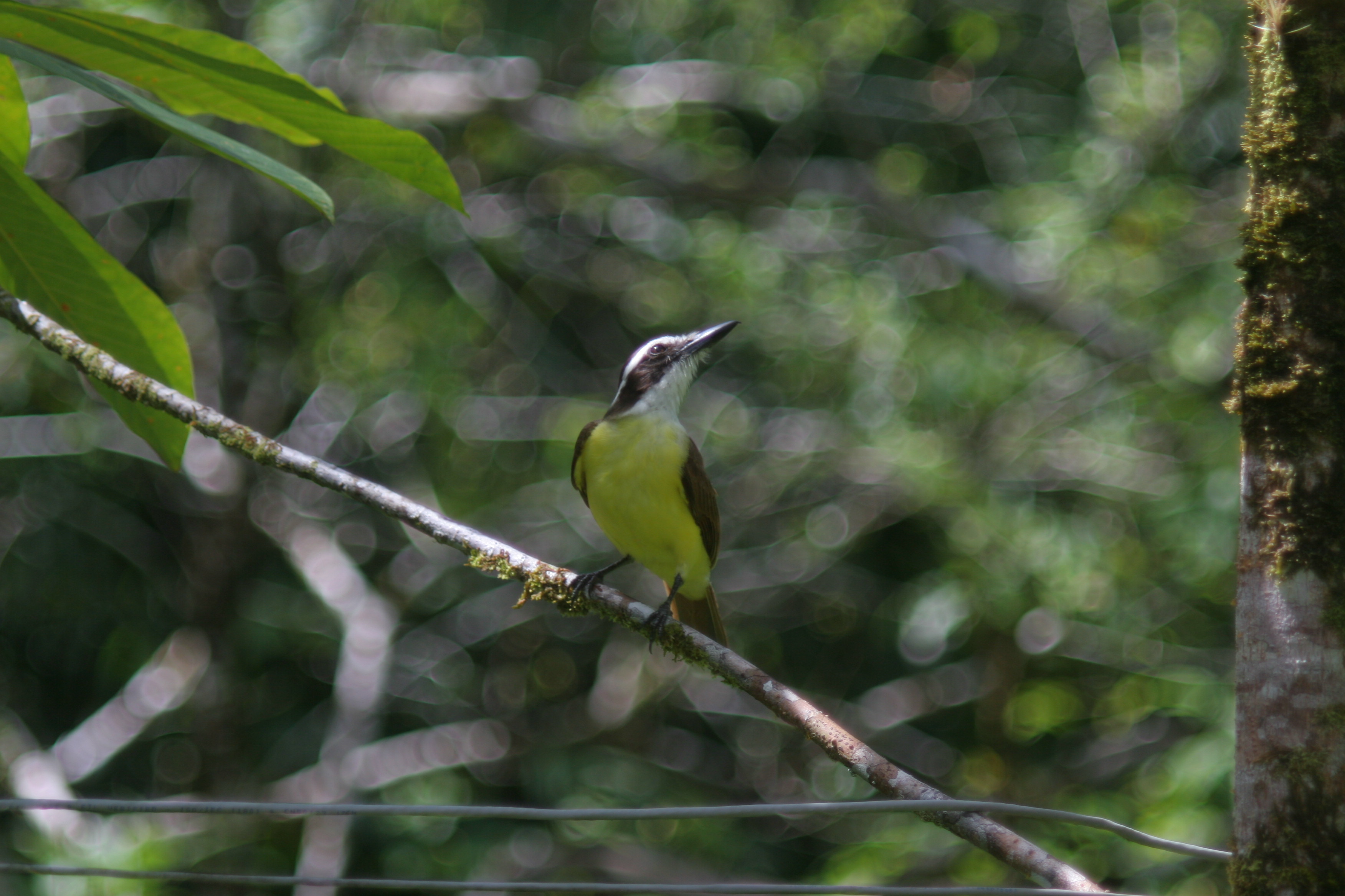 Great Kiskadee (5596204249).jpg