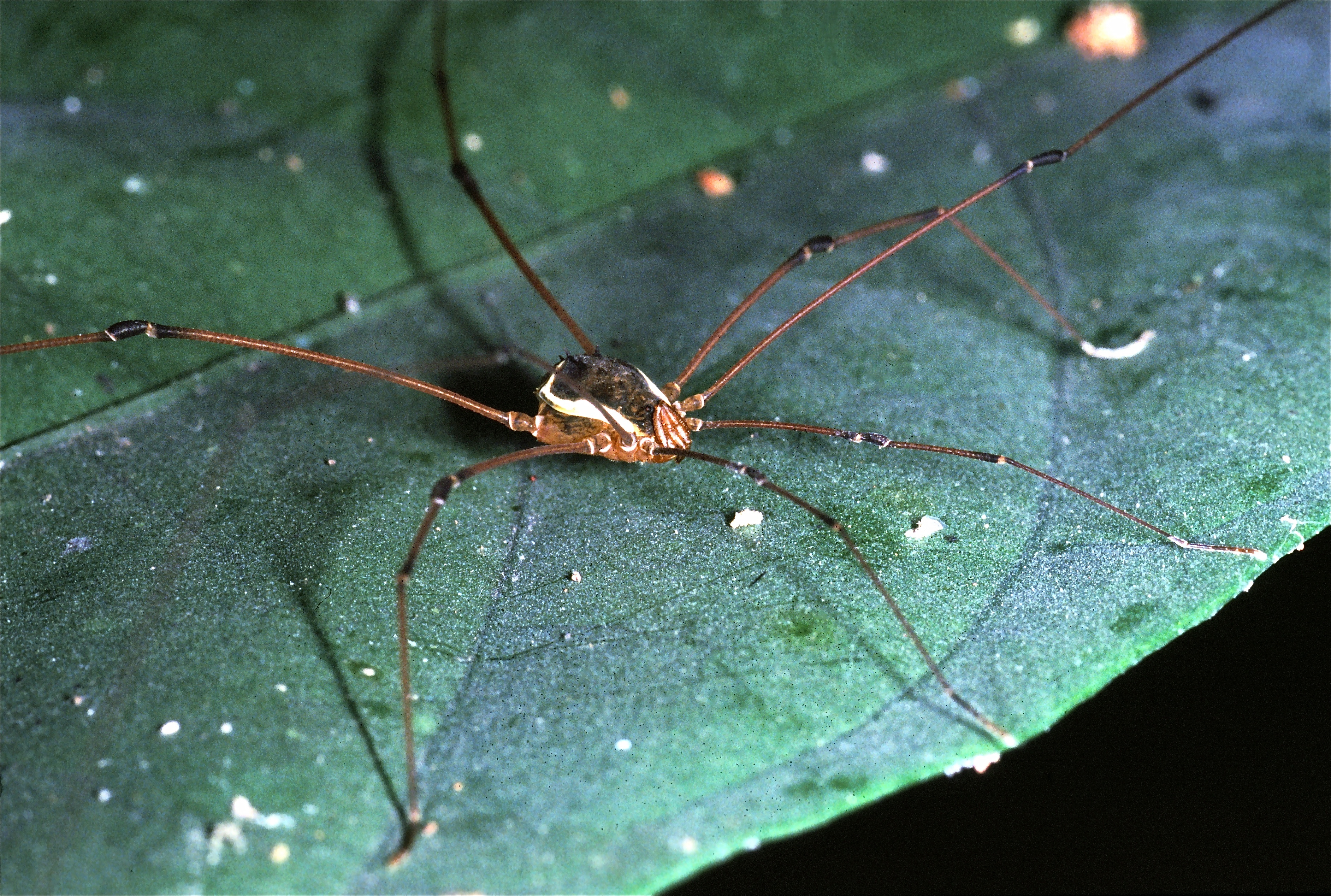 Harvestman (Opiliones) (7838697828).jpg