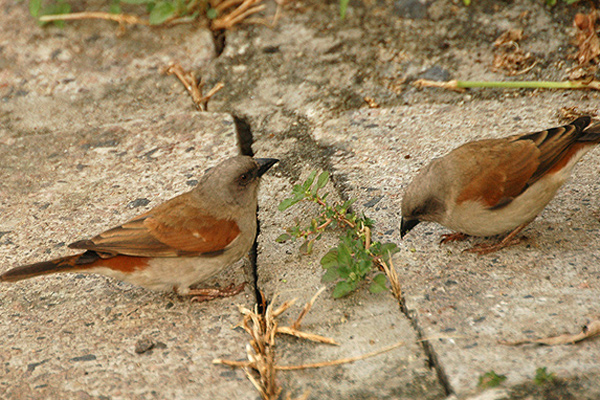 File:Greyheadsparrow.jpg