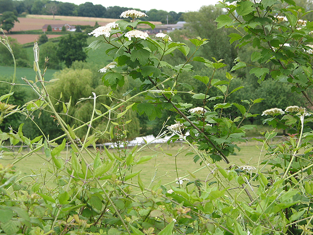 File:Hedgerow plants - geograph.org.uk - 445594.jpg