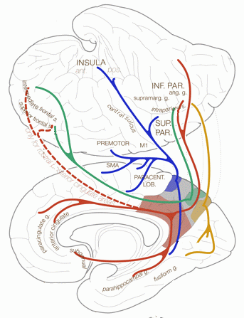 File:Precuneus connectivity new.gif