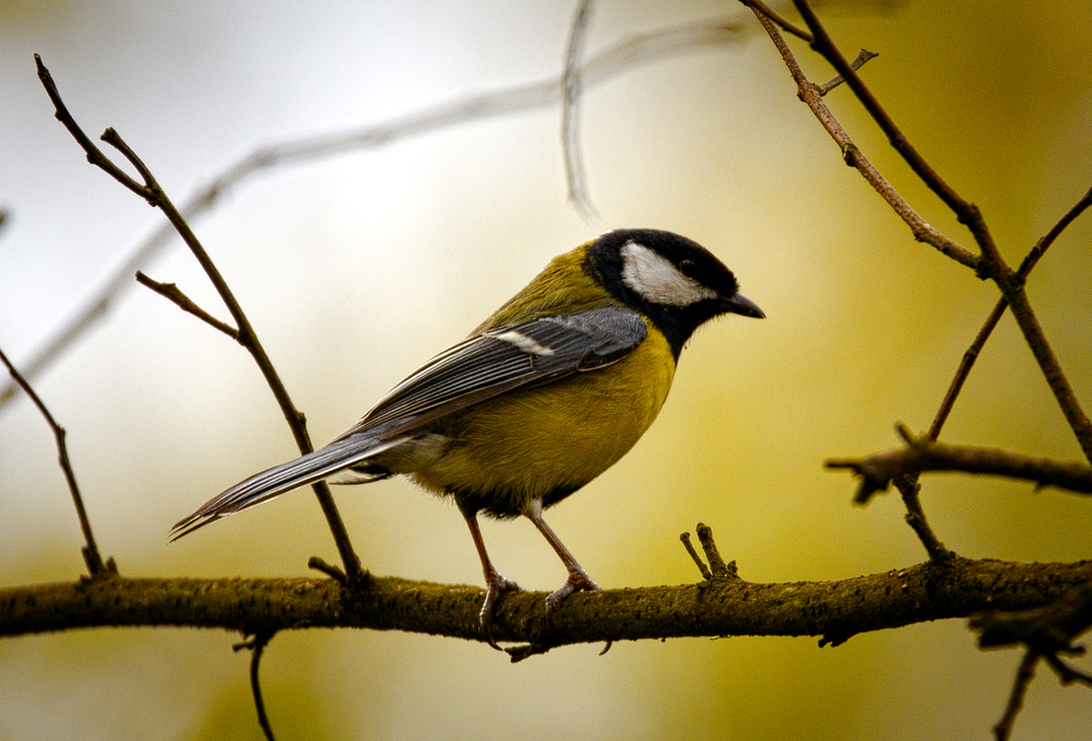 Great Tit (17025125170).jpg