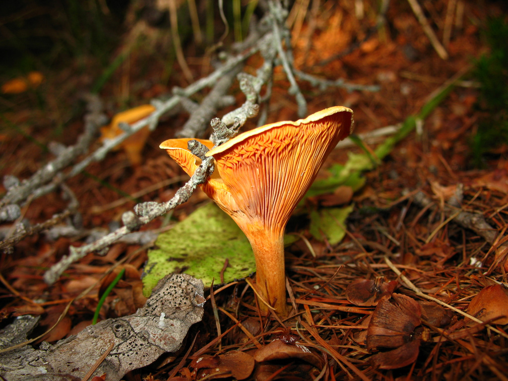 Hygrophoropsis aurantiaca (8045020857).jpg