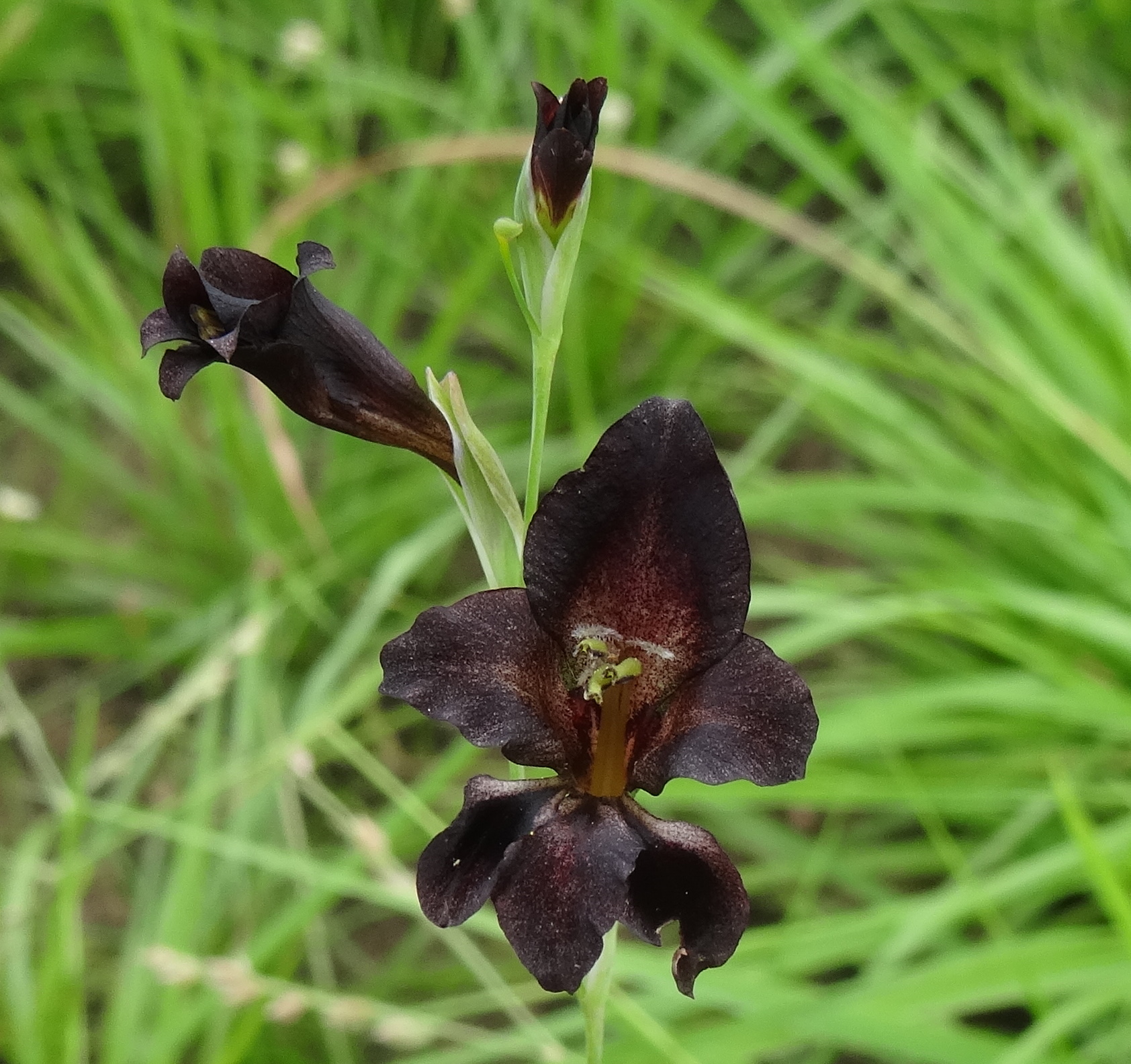 Gladiolus atropurpureus 1 (11831585336).jpg