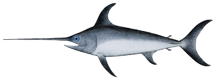 File:Swordfish-Xiphias gladius.png