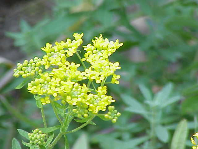 File:Alyssum murale1.jpg