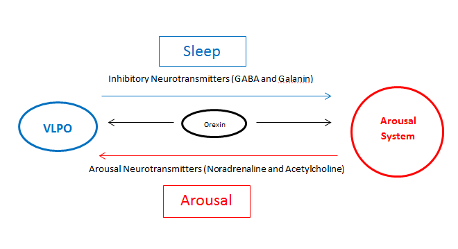 File:VLPO Flip-Flop Switch Hypothesis.png