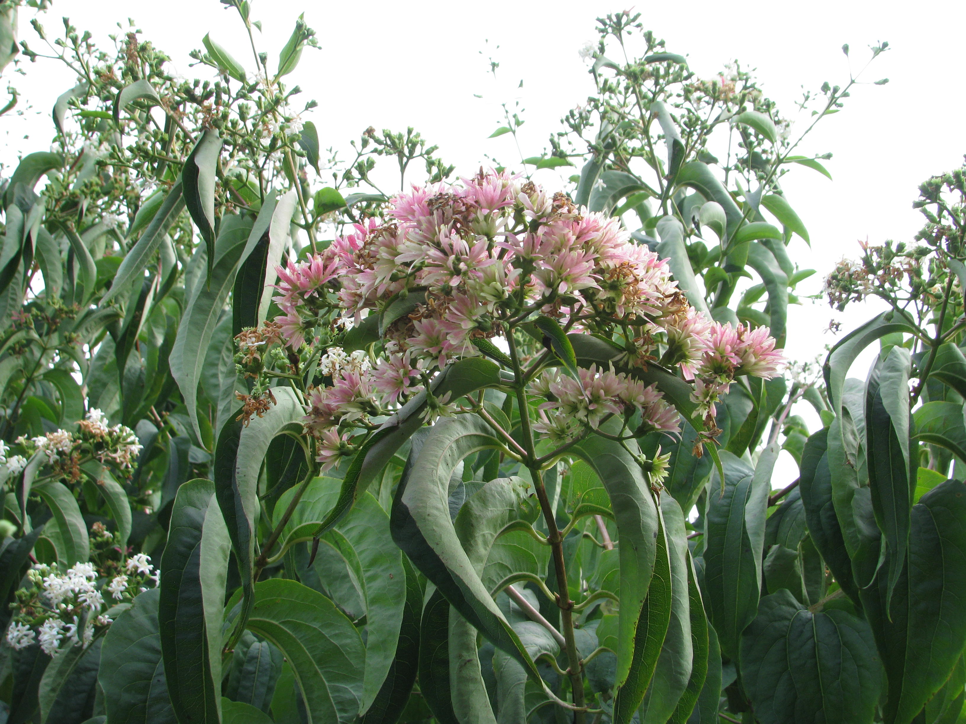 Heptacodium miconioides (15413643212).jpg