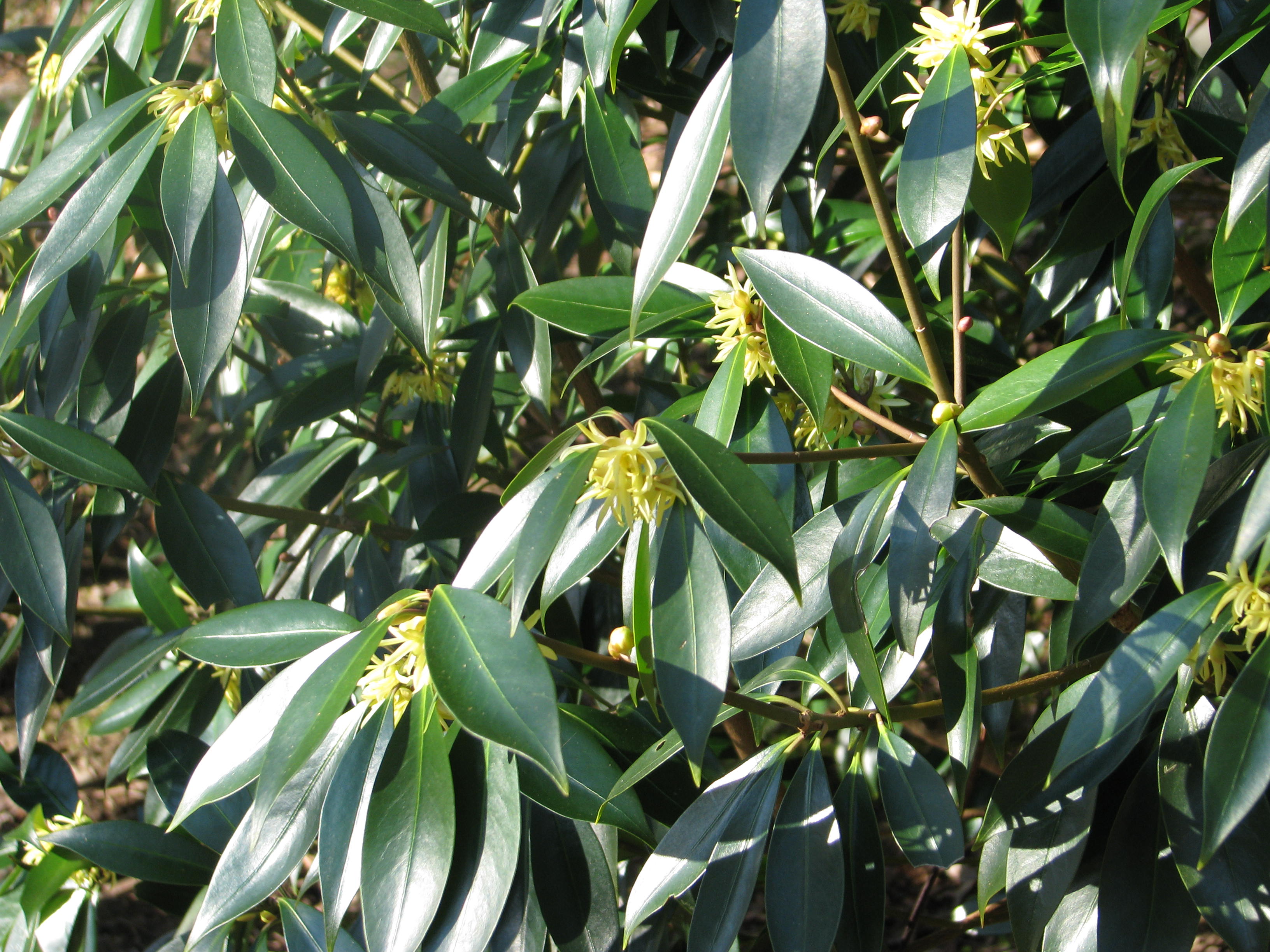 Illicium simonii (12994930054).jpg