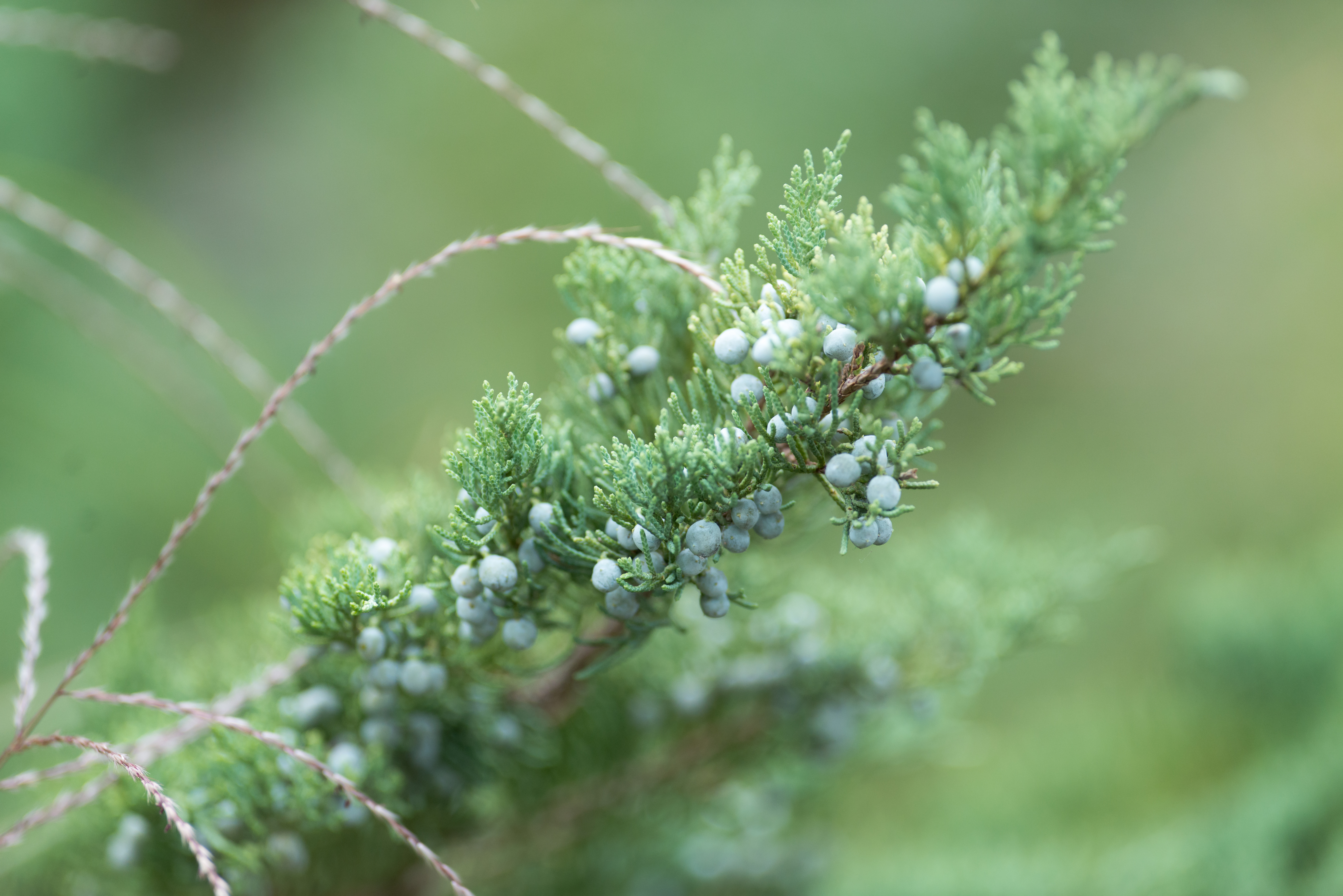 Juniper Berry Branch (22221811128).jpg