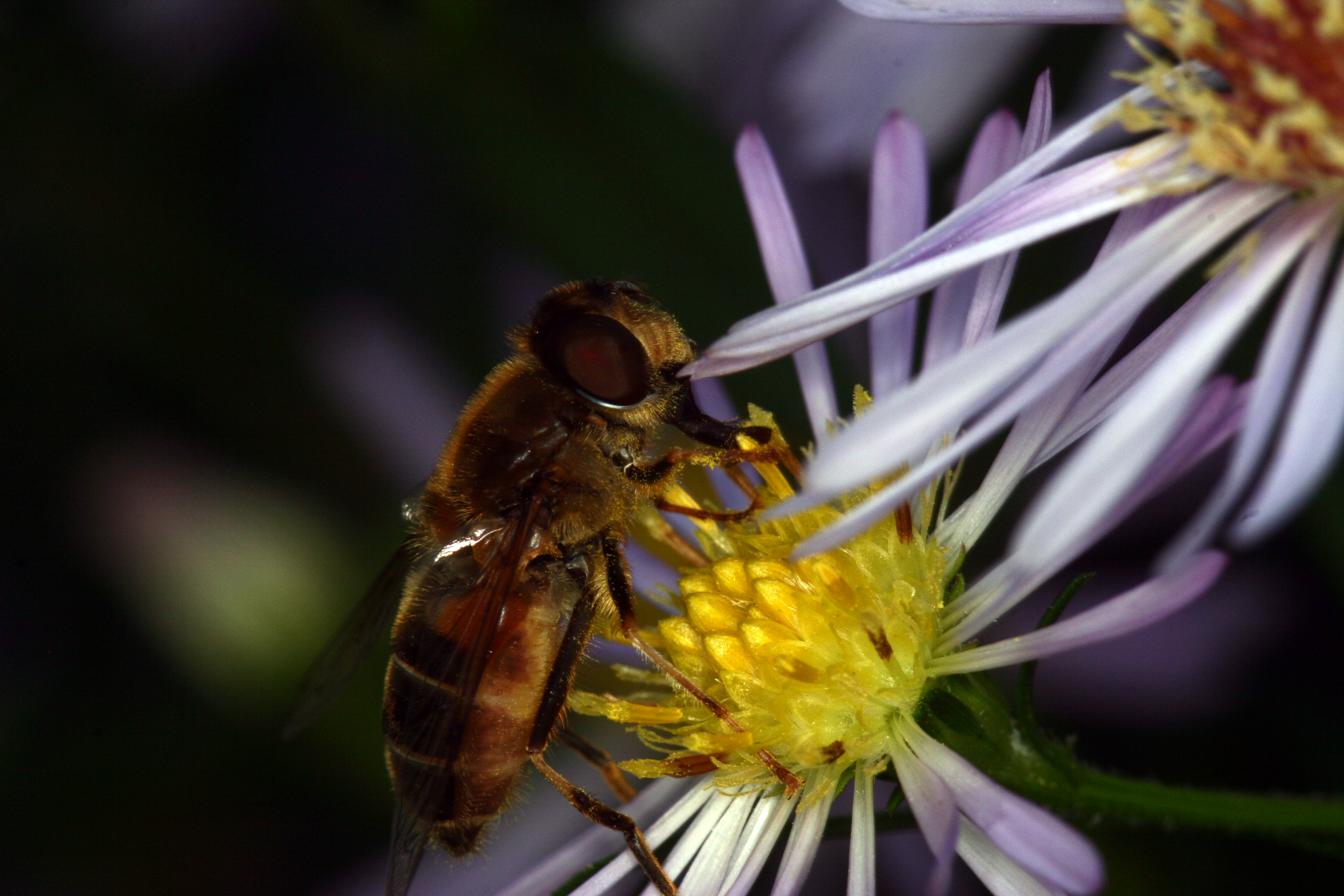 Hoverfly (Syrphidae) (6059399126).jpg