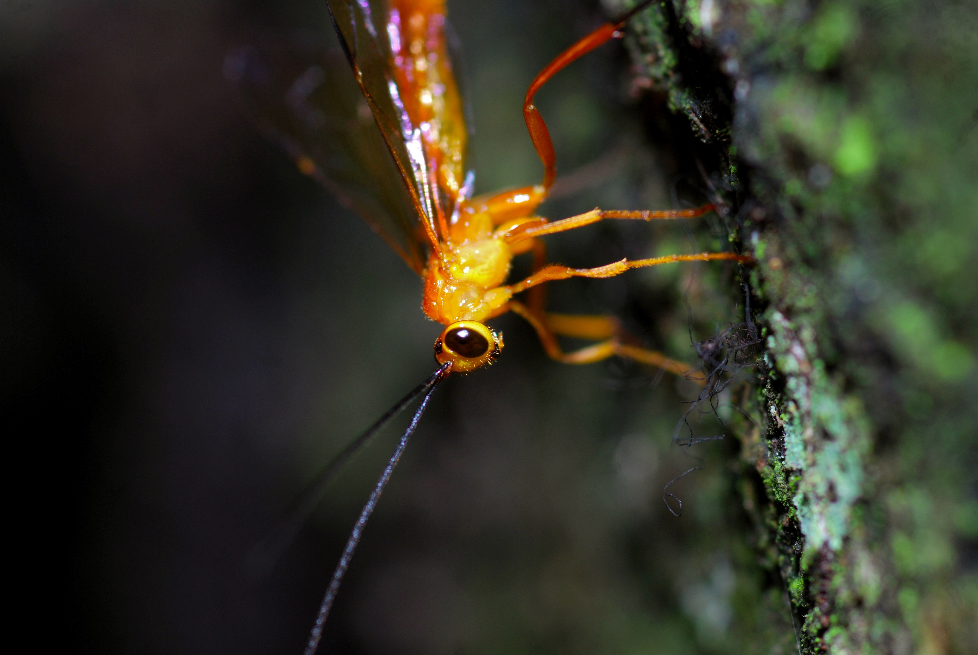 Ichneumonid Wasp (7863734260).jpg