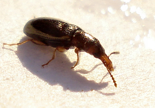 File:Coleoptera - Salpingus planirostris (3091860276).jpg