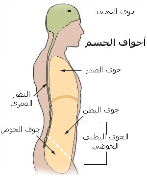 File:Illu body cavities - ar.png