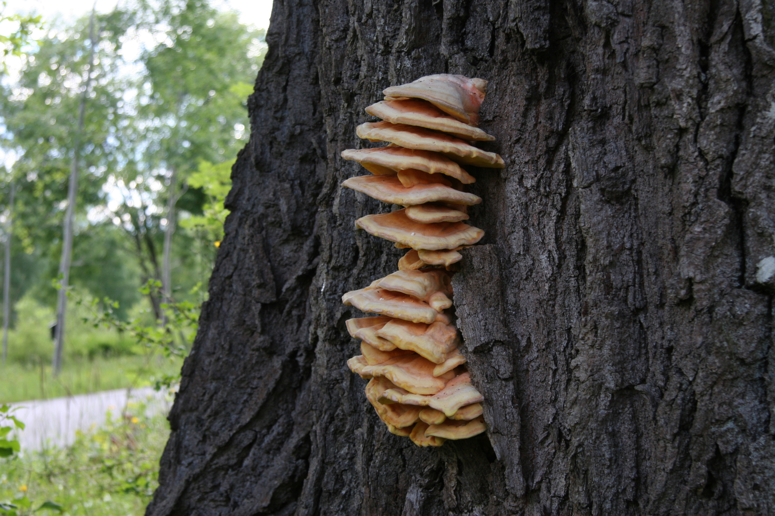 Laetiporus sulphureus (6486235201).jpg