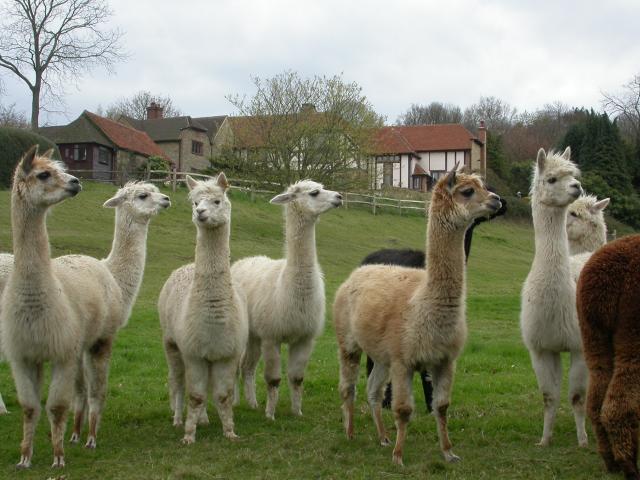 File:Green Farm - geograph.org.uk - 3850.jpg