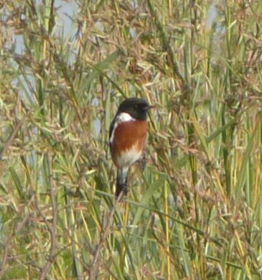 File:African Stonechat.JPG