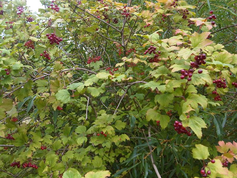 File:Viburnum opulus 1 - wetland.jpg