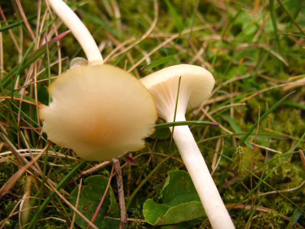 Hygrocybe (8007309291).jpg