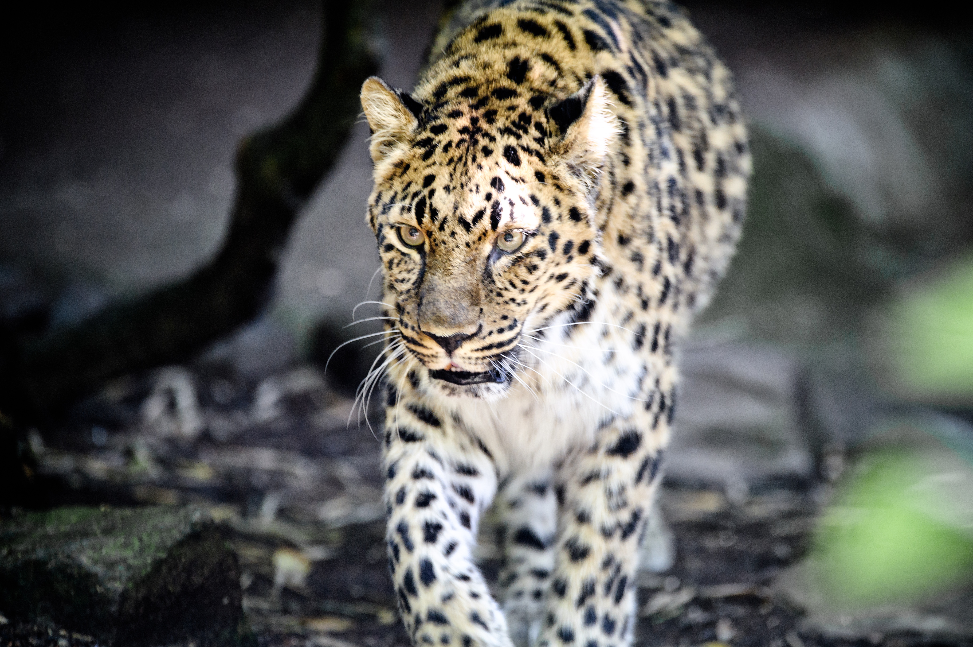 Leopard Approaching (18130866398).jpg