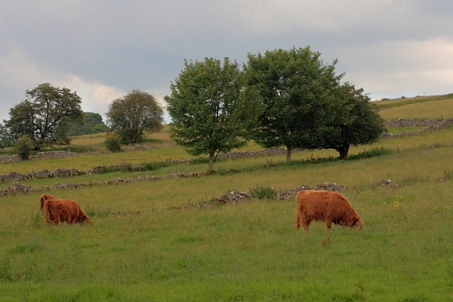 File:Cow Pasture near Ible - geograph.org.uk - 3157699.jpg