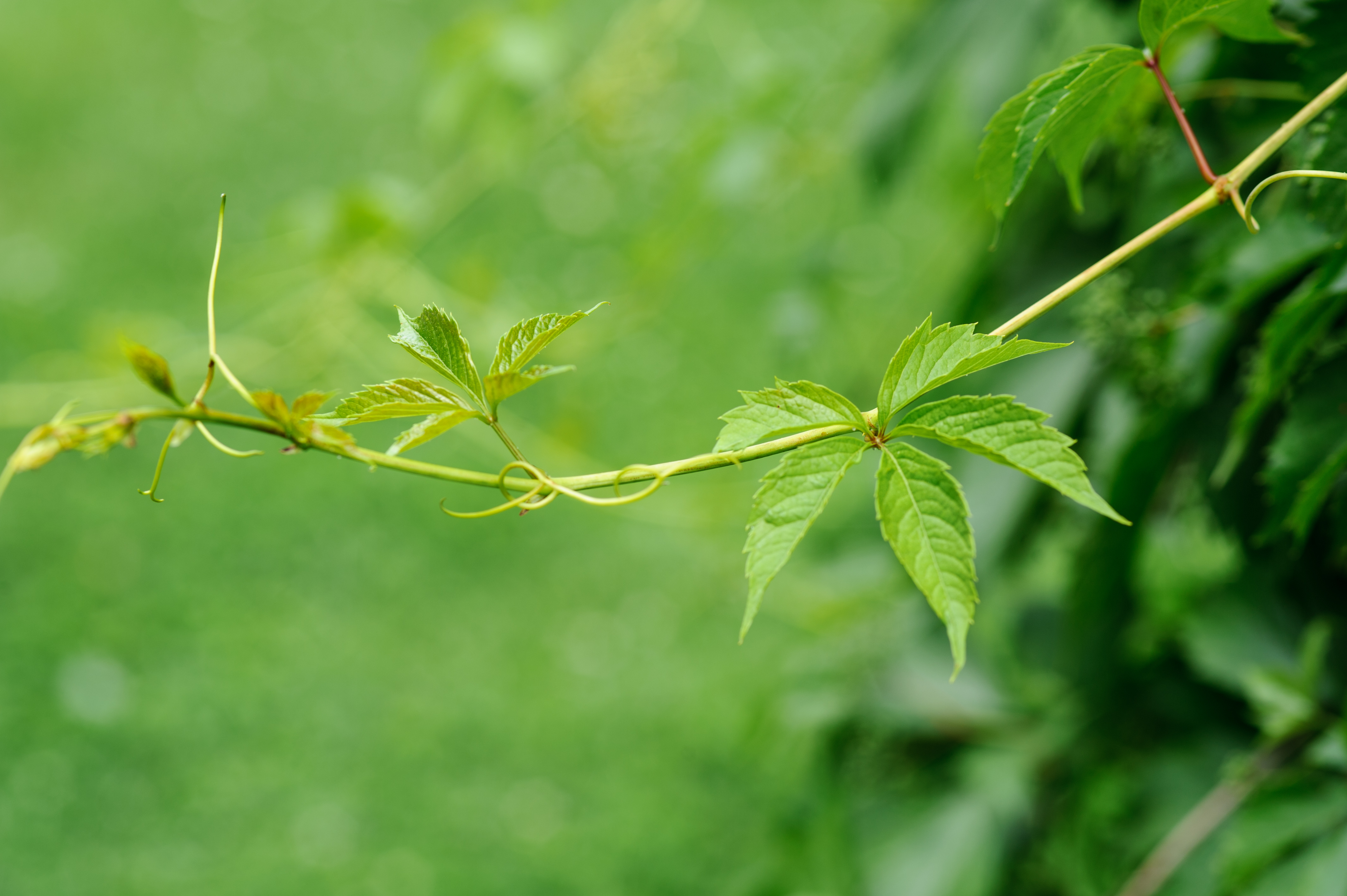 Leaves on a Green Vine (17744534744).jpg