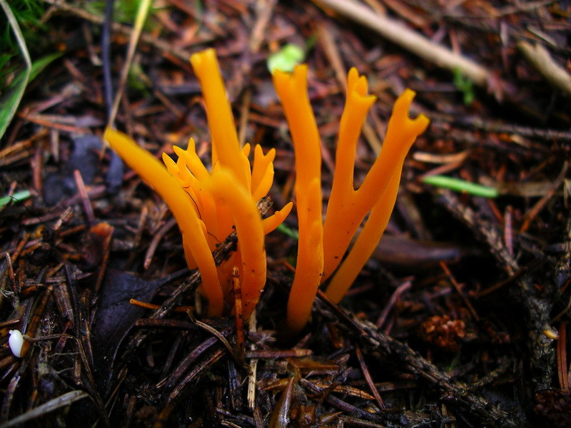 File:Calocera viscosa NV 2.jpg