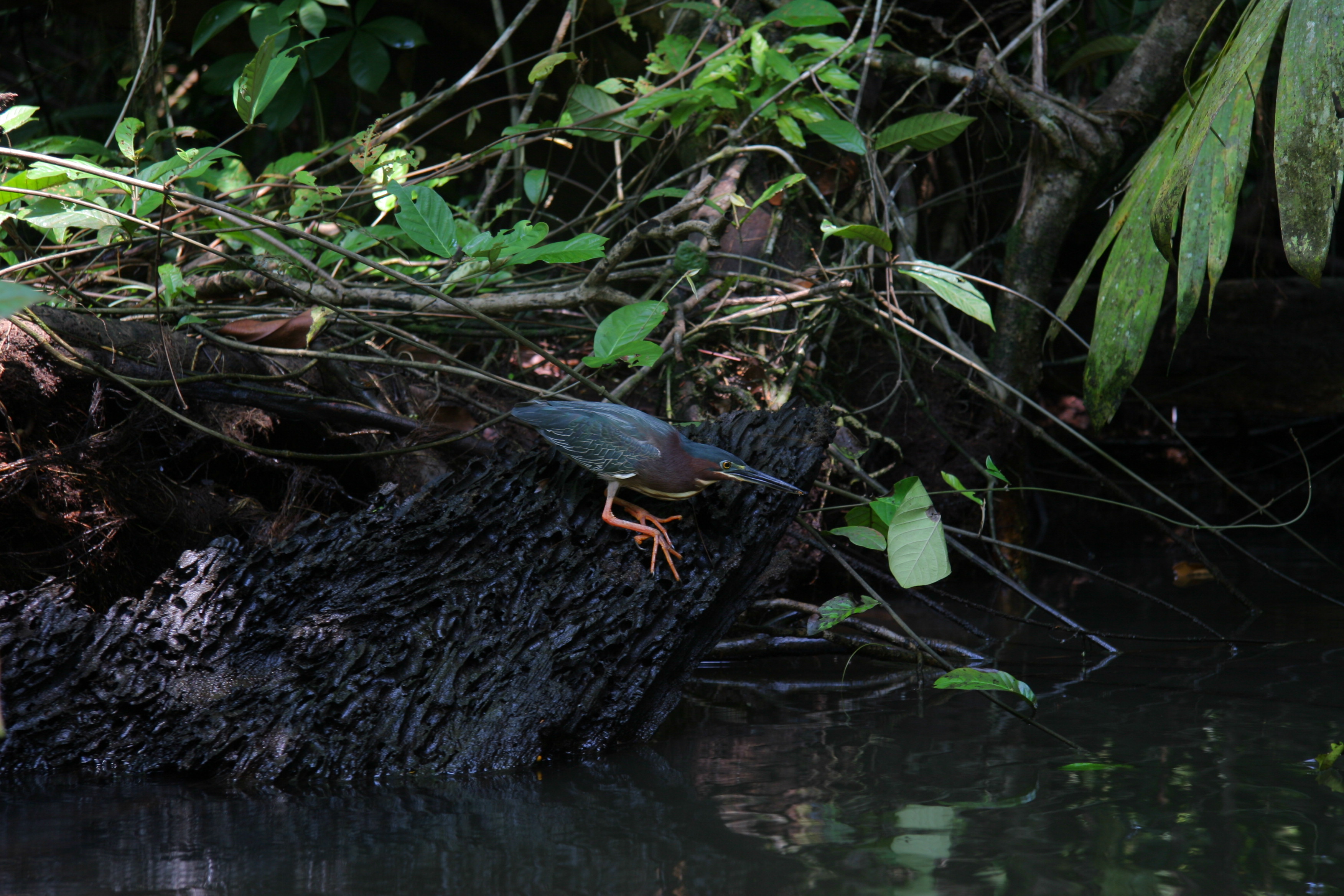 Green Heron (5524611130).jpg