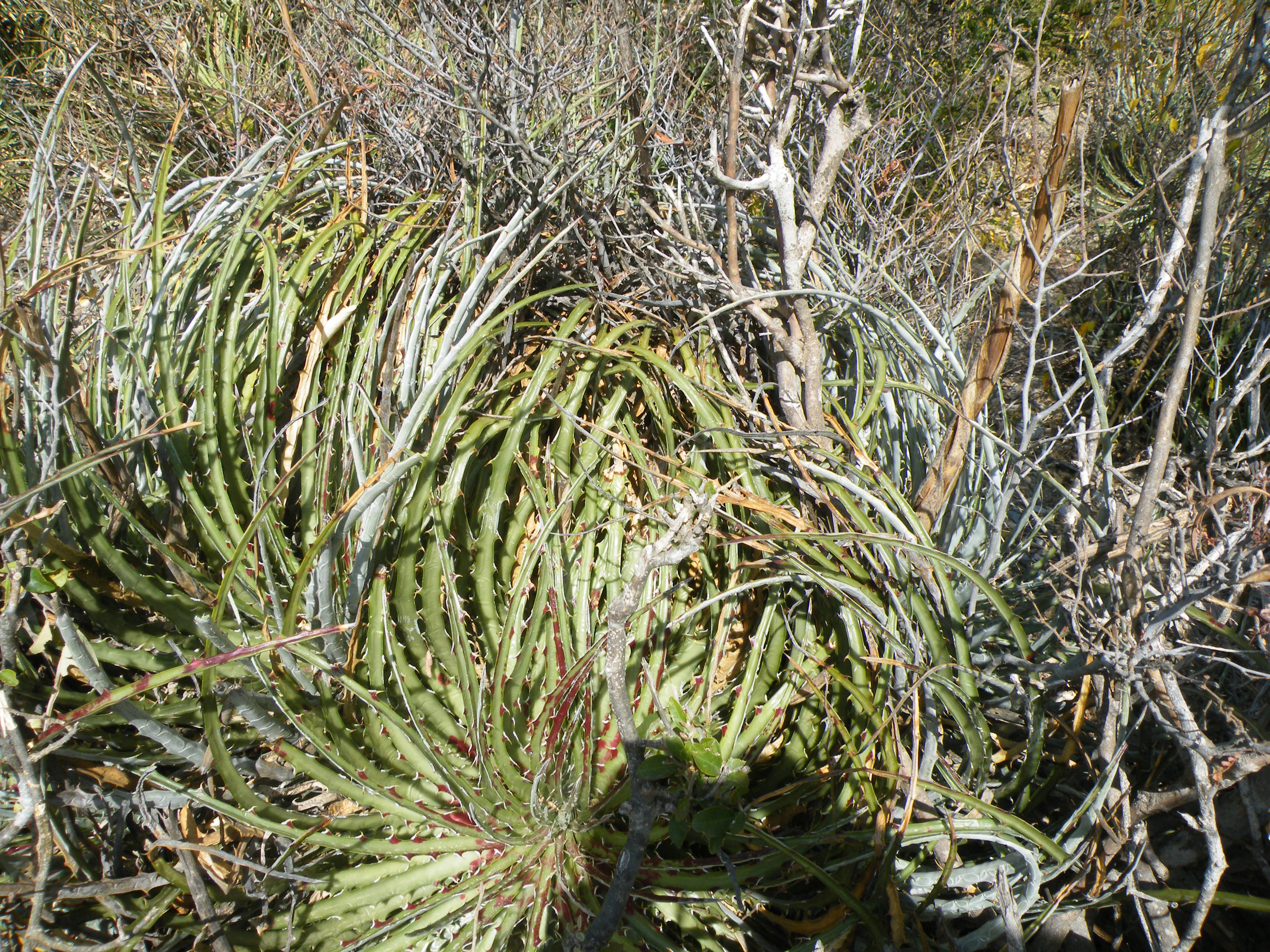 Hechtia sps. (5686364504).jpg