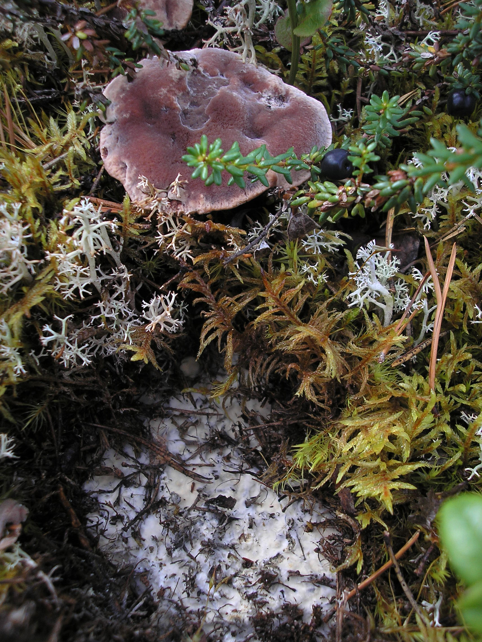 Hydnellum ferrugineum (7882897880).jpg