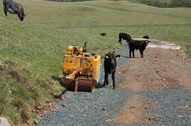 File:Cattle - geograph.org.uk - 448201.jpg