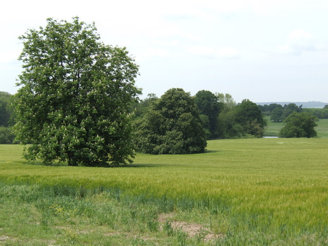 File:Parkland at Berrington Hall - geograph.org.uk - 440390.jpg