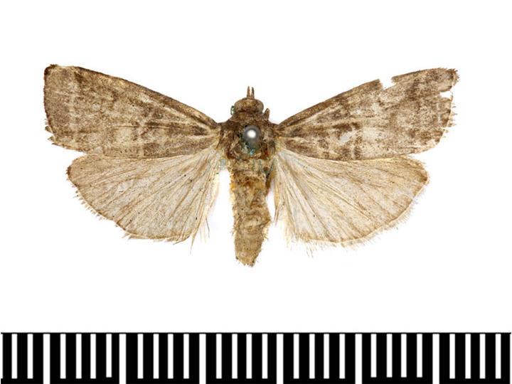 File:Acrobasys pyrivorella.jpg