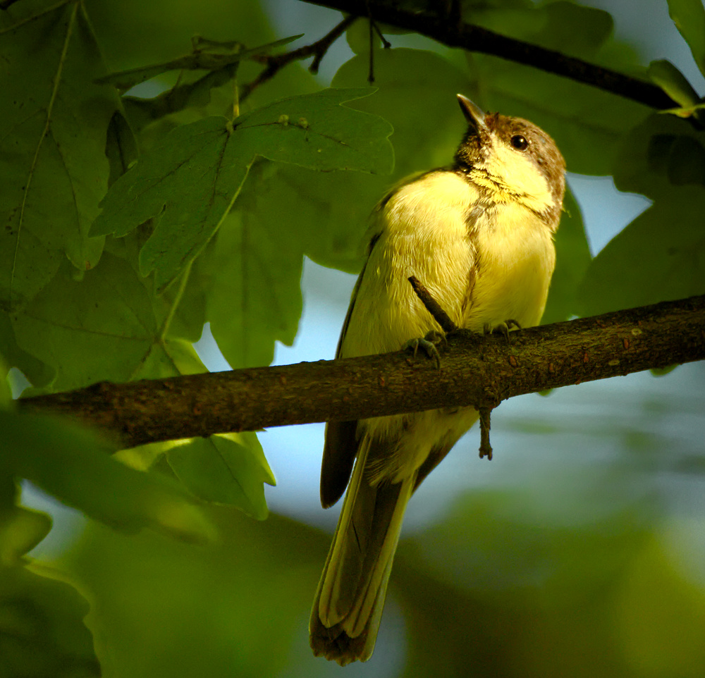 Great tit (20138817845).jpg