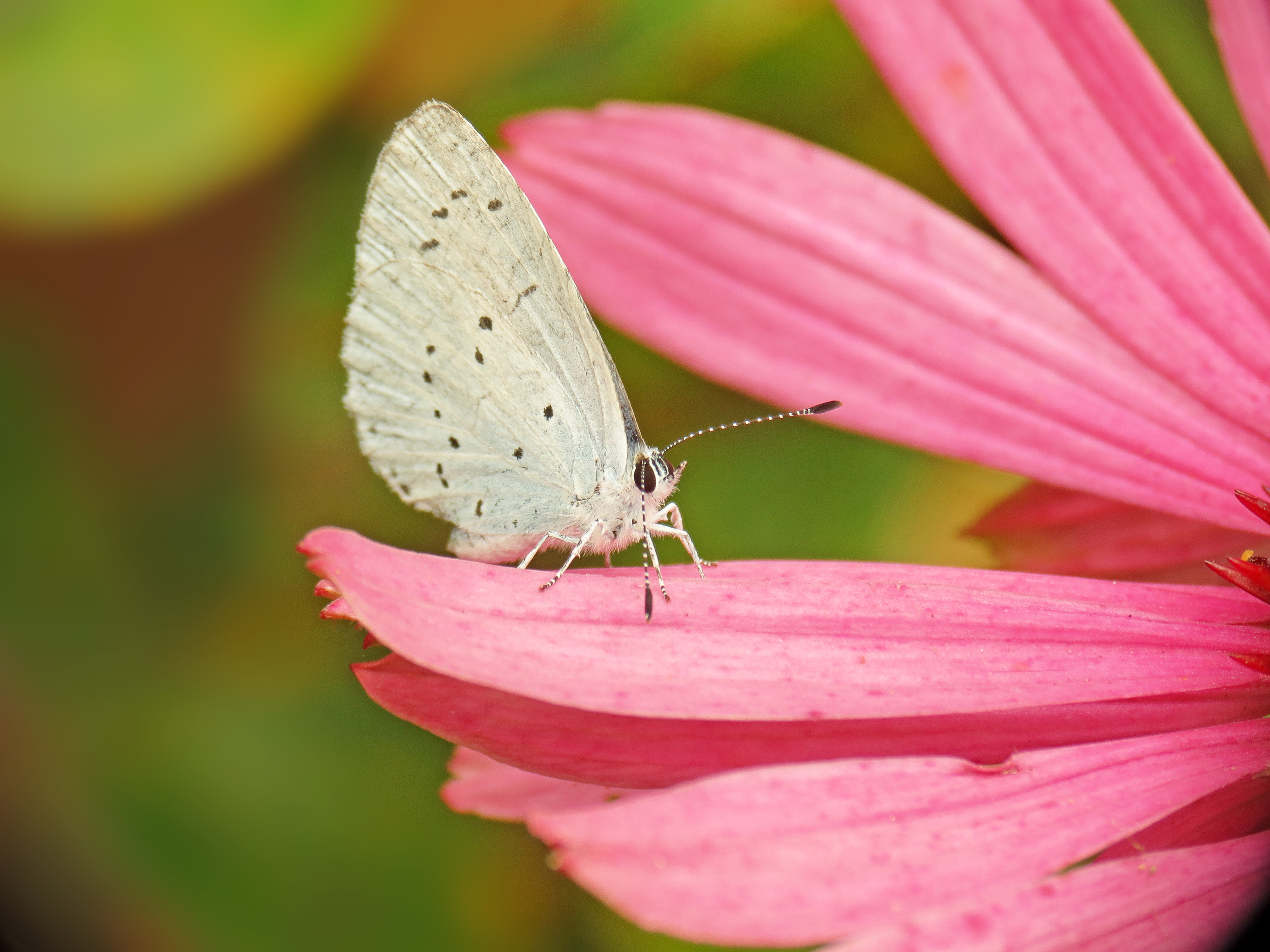 Holly Blue on pink (20158646918).jpg