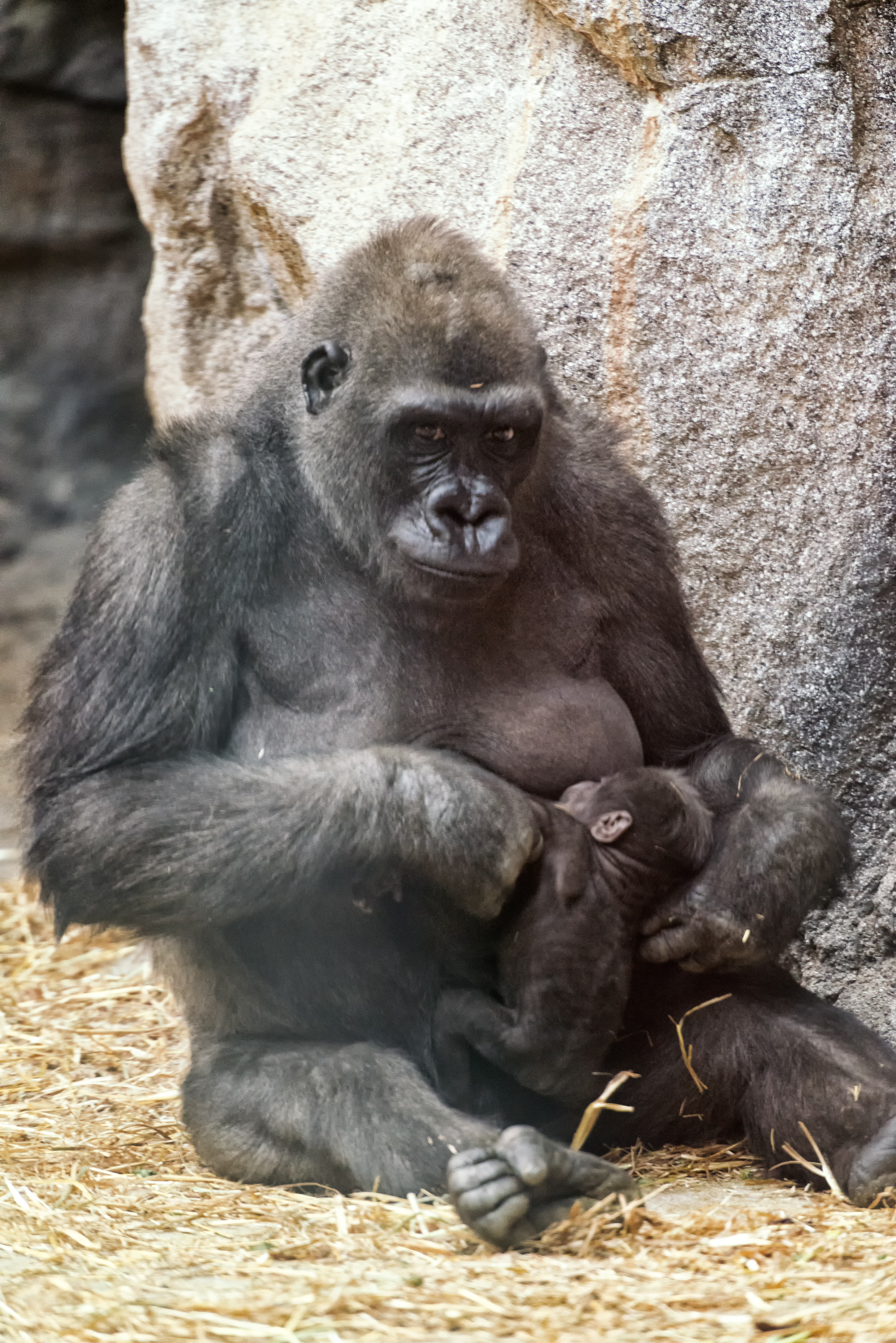 Gorilla Feeding Her Baby (18023708582).jpg