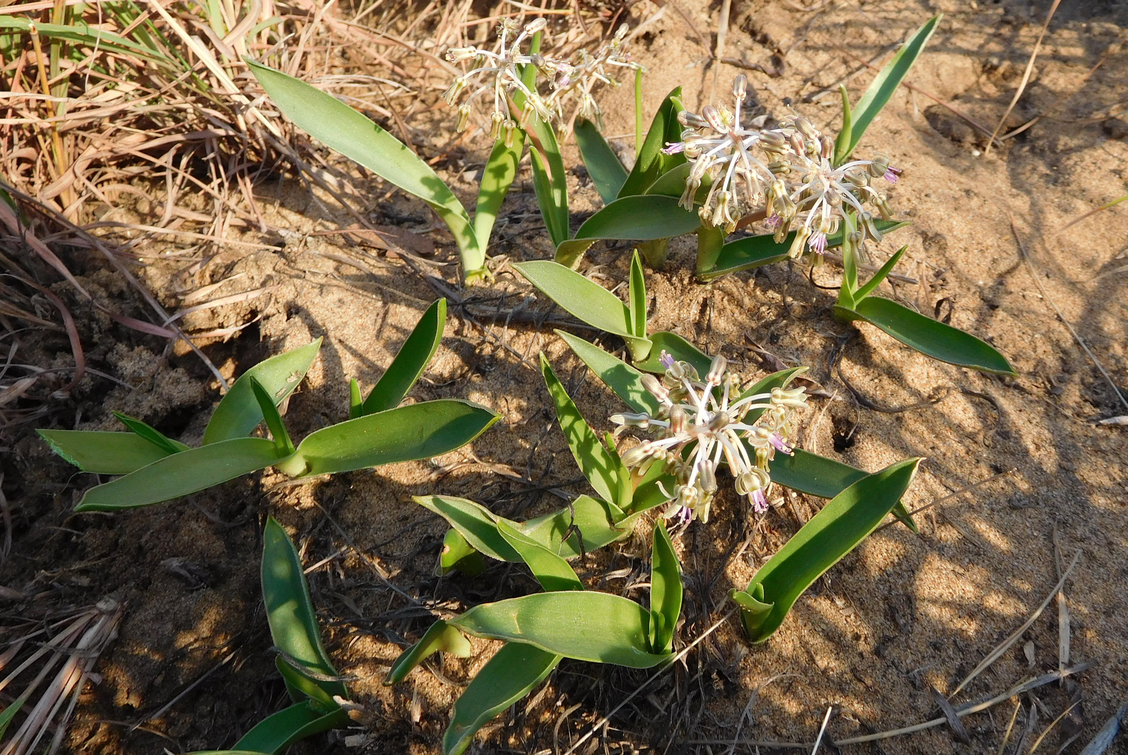 Ledebouria sp. Xai-Xai 3 (22356423769).jpg