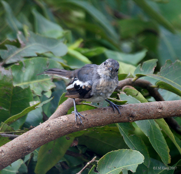 File:Bark with Immature Oriental Magpie Robin I IMG 7827.jpg