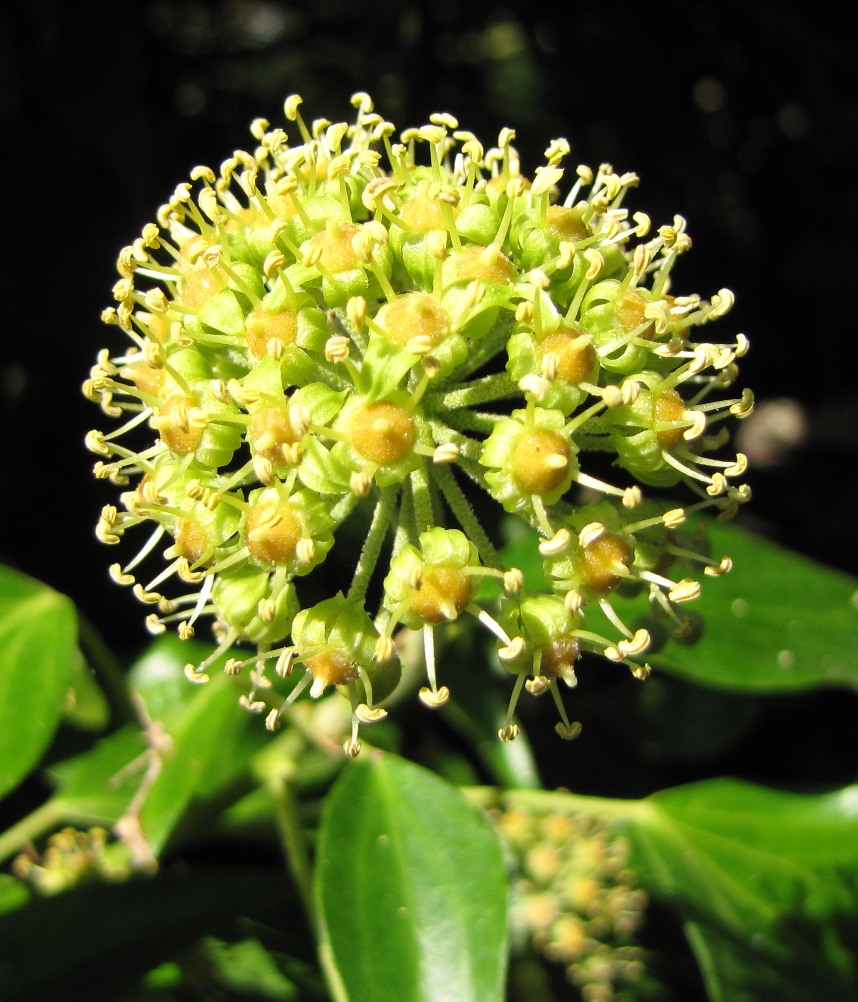 Ivy (Hedera helix) (3956092751).jpg