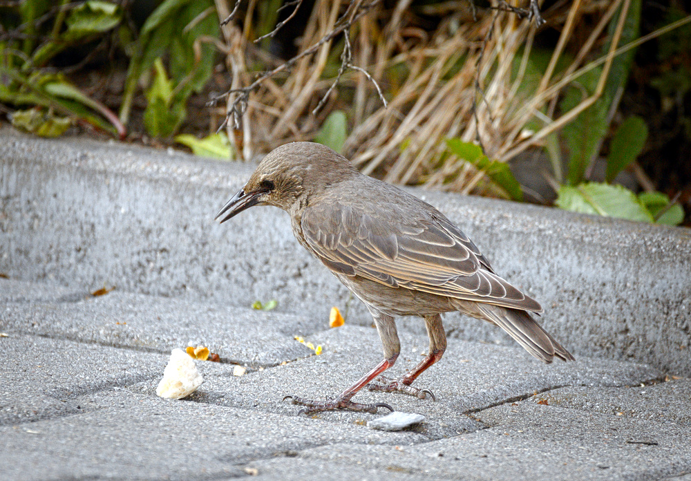 Juvenile starling (18955712613).jpg