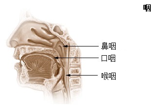 File:Illu pharynx zh.jpg