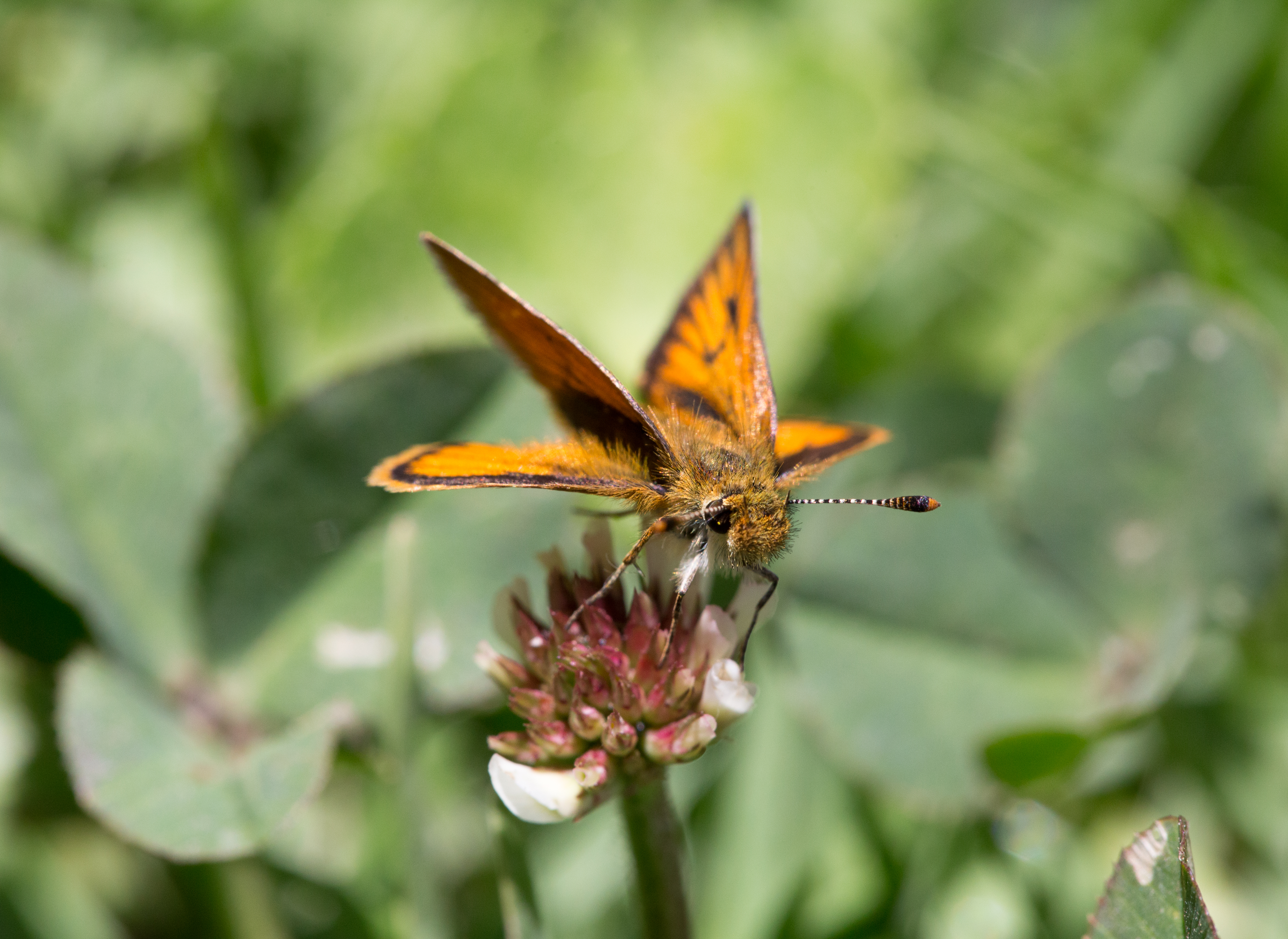 Hesperiidae (19076512920).jpg