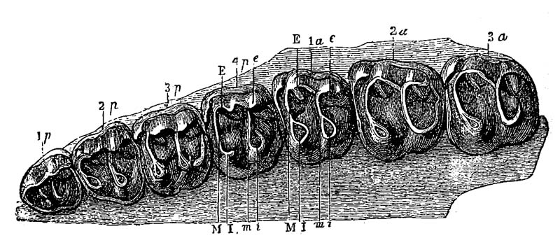 File:Tapirus priscus jaw.jpg