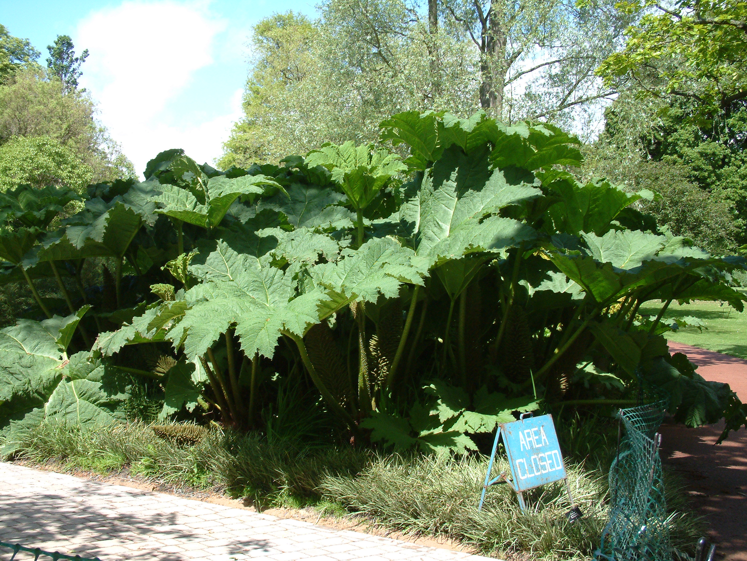 Gunnera maculata (2944483248).jpg